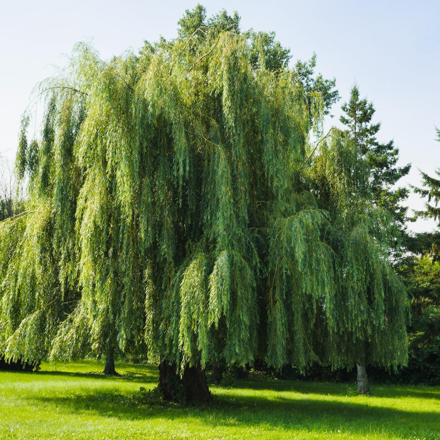 Eukalyptus Bettwäsche Look / Bambus Material / Hypoallergen / Atmungsaktiv